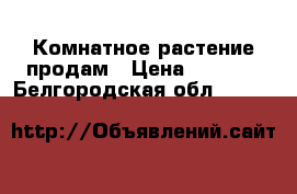 Комнатное растение продам › Цена ­ 3 500 - Белгородская обл.  »    